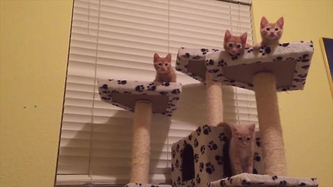 Four Adorable Kittens Do A Dance Routine