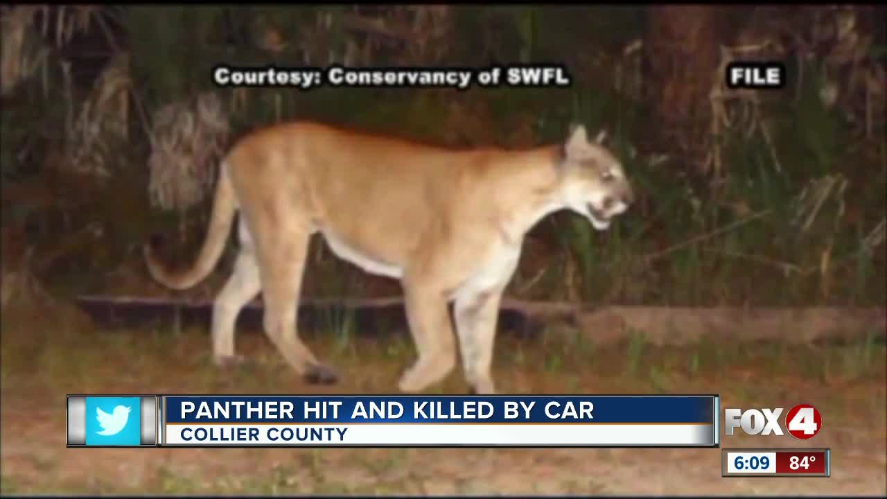 Panther hit and killed in Collier County