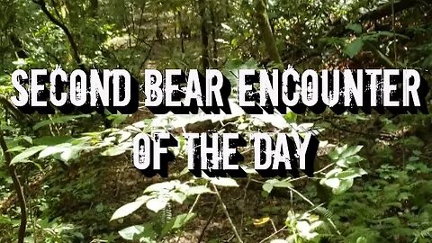 Field Research | Second Bear Encounter of the Day | 2021