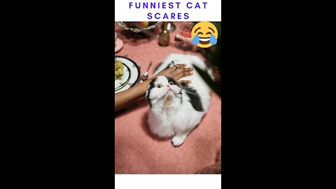 Funny Cats Compilation ( you cant help laughing)