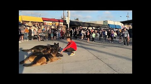 Training My Dogs In Front Of 10,000 People.
