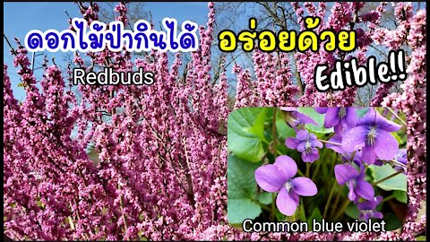 Redbud flowers, Common blue violet Edible wild flowers