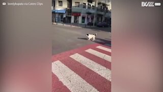 Un chien joue l'agent municipal