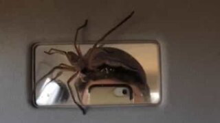Driver lowers sun visor and finds huge spider