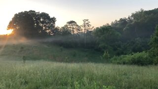 Sound of Morning Birds in the Field HD