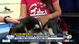 Pet of the Week: Rocky