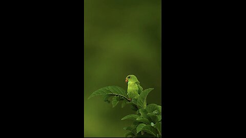Vernal hanging parrot #reels #reelsvideo #reelsinstagram #trendingreels #viral #wildlifephotography