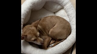 Lulu checking out her new bed