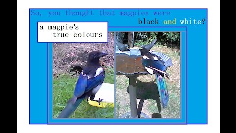 So you thought magpies were black and white?