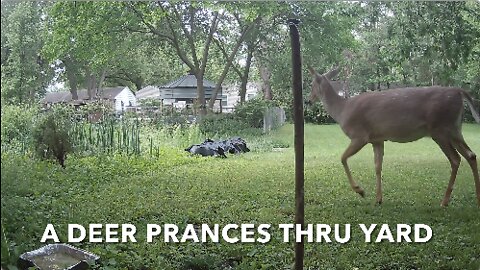 A Deer Prances Thru Yard