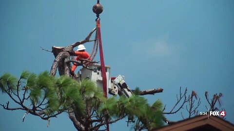 Using cranes to remove fallen trees in Venice