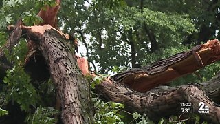 Storm topples trees in Howard County