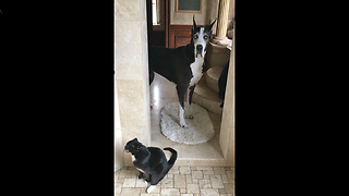 Cat and Great Dane take shower together