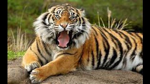 Siberian Tiger vs Bengal Tiger