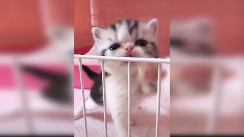 Cute and Funny Baby Cats Videos Compilation