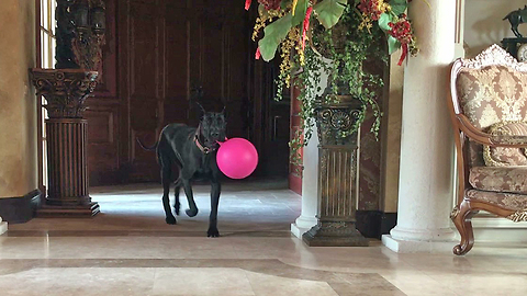 Joyful Great Dane Loves Her Jolly Ball Gift