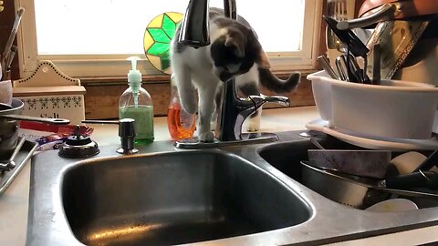 zona loves the faucet