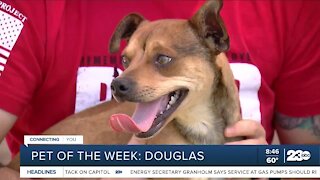 Pet of the Week: Douglas