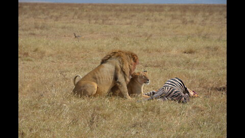 Lion seducing Lioness with zebra carcass !!!