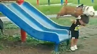 Dog does not wait his turn on the slide!