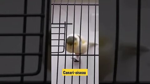 Canari-oiseau