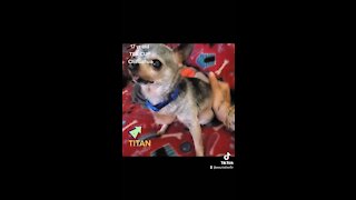 Titan the 17yr old Chihuahua