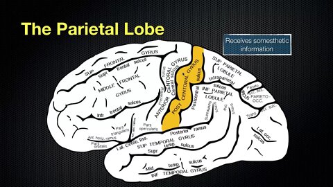 066 The Anatomy and Function of the Parietal Lobe