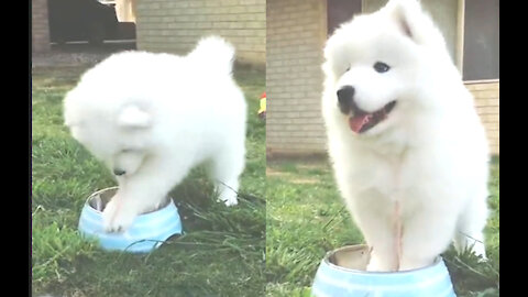 Samoyed was digging his bowl, not sure what he was doing