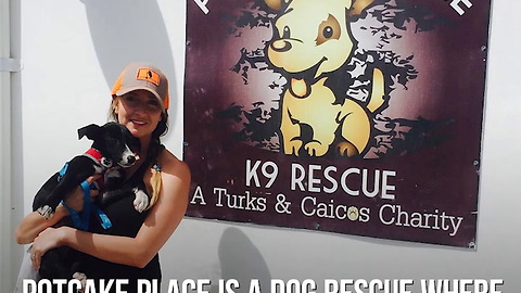 This Island Is Filled with Adoptable Puppies
