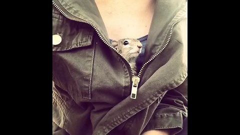 Pet squirrel burrows inside owner's jacket