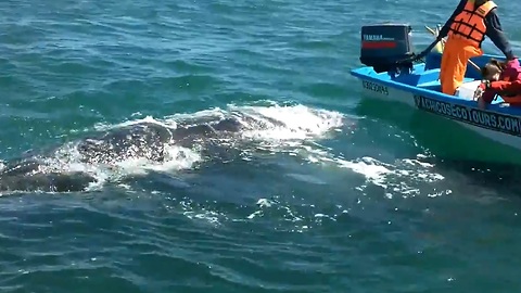 Grey Whale Peeks Through The Water To Greet Whale Watchers