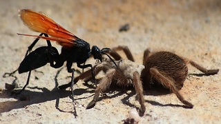 OUCH! 10 Things you need to know about the tarantula hawk wasp - ABC15 Digital