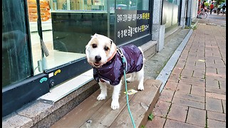 Window Shopping Pup Stops At The Snack Store