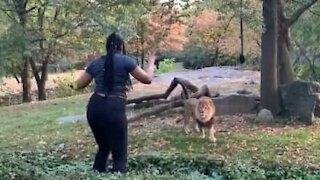 Kvinde bryder ind i løvernes bur i Brooklyn Zoo