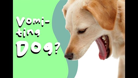 How To Care For A Vomiting Dog? 5 Things You Need To Do...