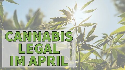 STATEMENT ZU ECKPUNKTEPAPIER - Cannabis Homegrow Gesetzesentwurf im APRIL!