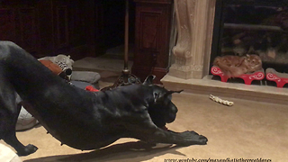 Great Dane bounces and barks at cat to play