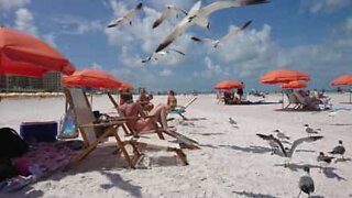 Seagulls attack beachgoers in Florida