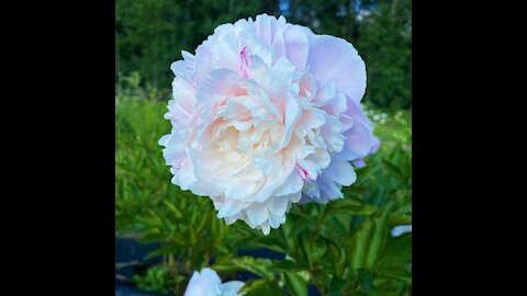 Owl Forest Farm Peony Project Tour