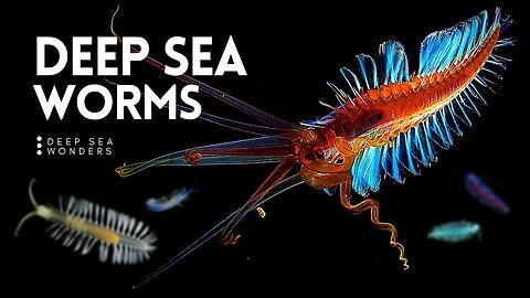 The Wonderful World of Deep Sea Worms | Nature World Explore