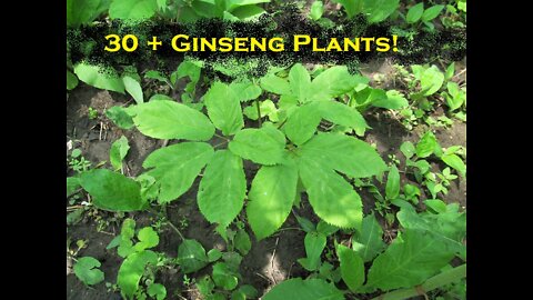 Epic Ginseng Patch! Finding 30+ Plants