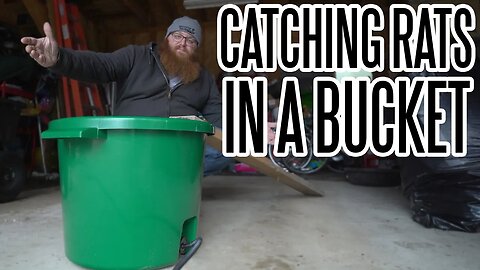 How To Fight Rats On The Homestead With A Bucket