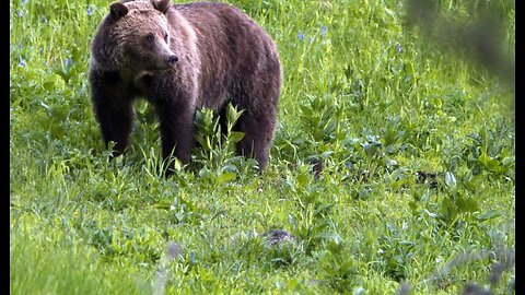 Montana Hunter Runs Afoul of Grizzly Bear