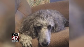 Legal battle over dog ownership