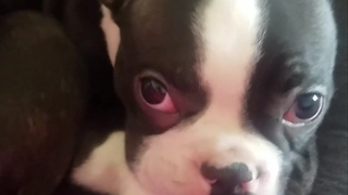 Snuggly Boston Terrier Puppy