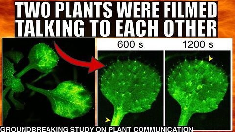 Mindblowing Video of Plants Talking to Each Other In Real Time