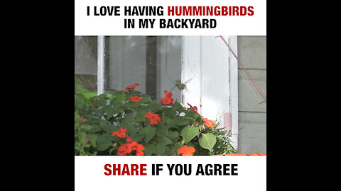 Hummingbirds [GMG Originals]