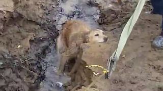 Missing Dog Found Trapped In Muddy River Bank Gets Heroic Rescue