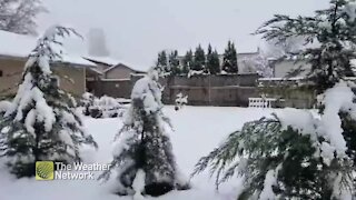 Thick, wet snow weighs down trees in B.C.