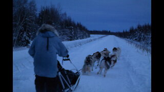 A Husky Dog Sledding with Transportation and Photos Service in Fairbanks, Alaska